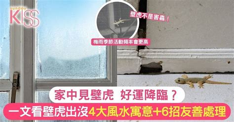 房間有壁虎風水|家中見壁虎 好運降臨？一文看壁虎出沒4大風水寓意+6。